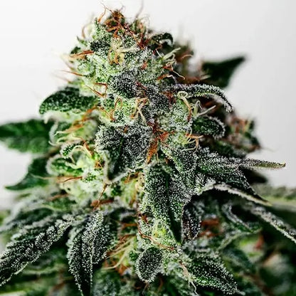 Mystic Cookie Auto | Positronics Seeds