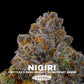 Nigiri | Grounded Genetics