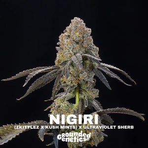 Nigiri | Grounded Genetics