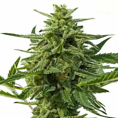 Northern Haze Auto | Positronics Seeds