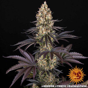 OG Kush | Barneys Farm