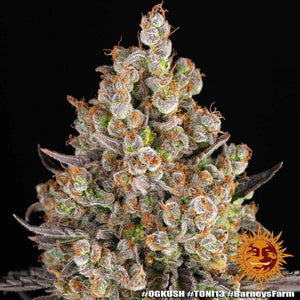 OG Kush | Barneys Farm