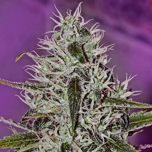 One Love Haze | Positronics Seeds