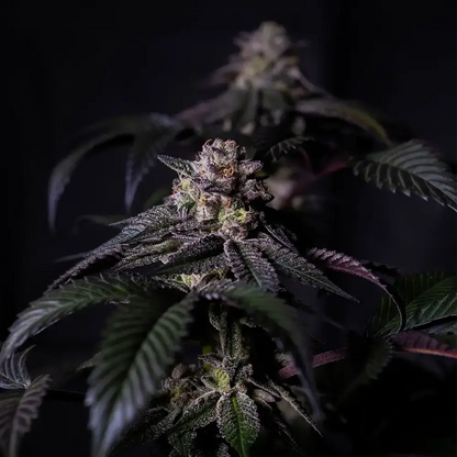 Oreoz Milkshake | Positronics Seeds