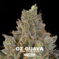 Oz Guava | Grounded Genetics