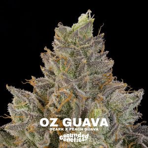 Oz Guava | Grounded Genetics