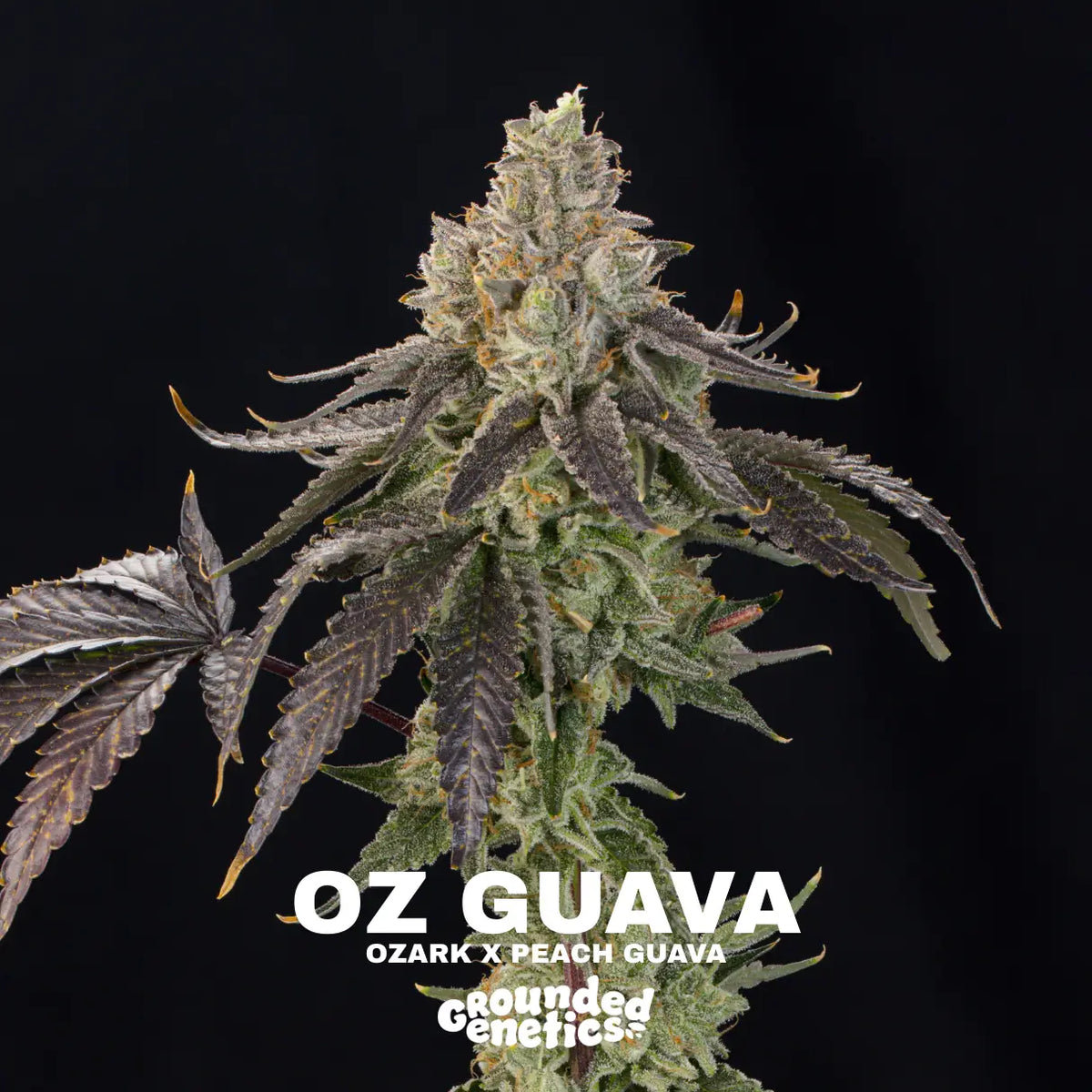 Oz Guava | Grounded Genetics