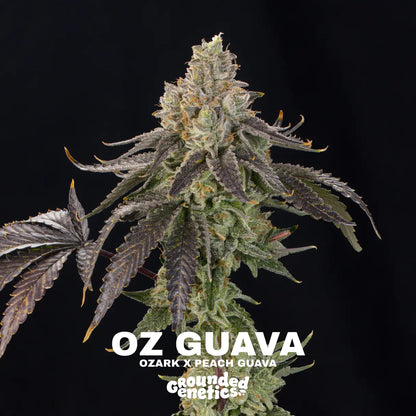 Oz Guava | Grounded Genetics