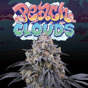 Peach Clouds | Perfect Tree