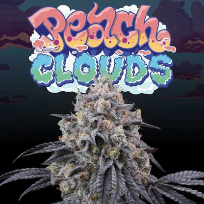 Peach Clouds