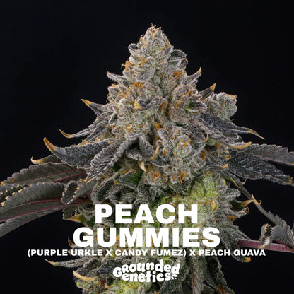 Peach Gummies | Grounded Genetics