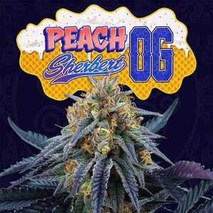 Peach Sherbert OG | Perfect Tree