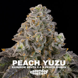 Peach Yuzu | Grounded Genetics
