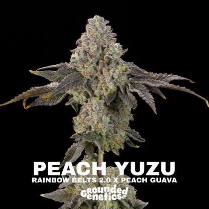 Peach Yuzu | Grounded Genetics