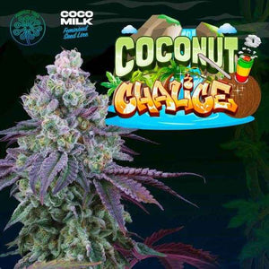 Coconut Chalice | Perfect Tree