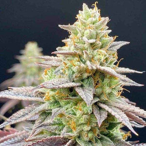 Rainbow Triangle | Perfect Tree