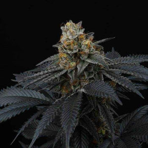 Pink Gasoline | Perfect Tree