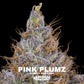 Pink Plumz | Grounded Genetics