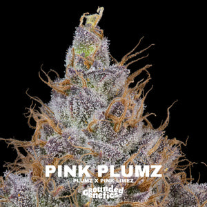 Pink Plumz | Grounded Genetics