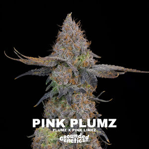 Pink Plumz | Grounded Genetics