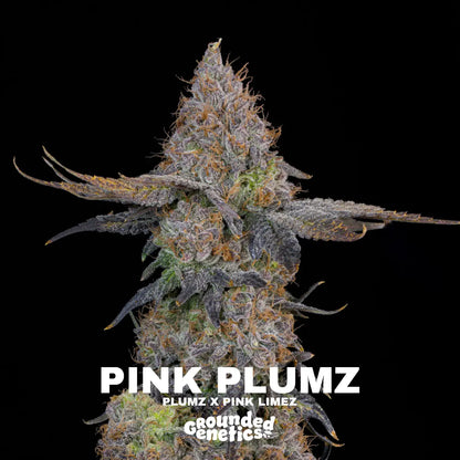 Pink Plumz | Grounded Genetics