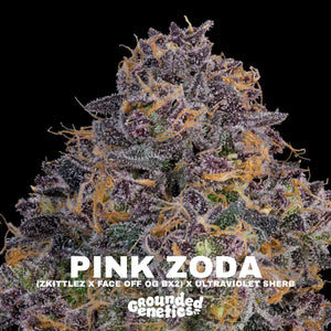 Pink Zoda | Grounded Genetics