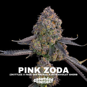 Pink Zoda | Grounded Genetics