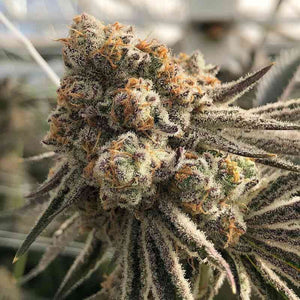 Platinum Scout V2 | In House Genetics