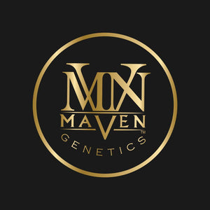 Shangri-La x Prizm | Maven Genetics - Only Seeds Europe