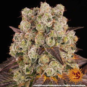 Purple Punch X Lemon Drizzle | Barneys Farm