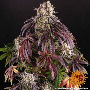 Purple Punch | Barneys Farm