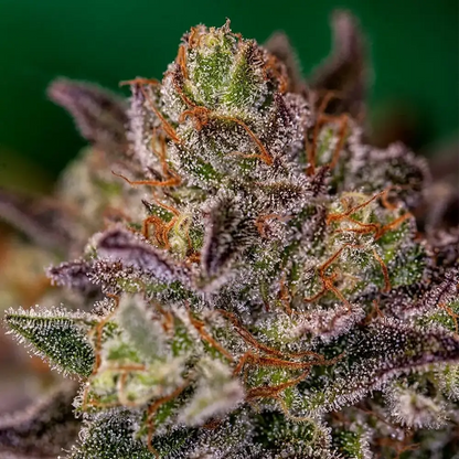 Purple Cherry | Positronics Seeds