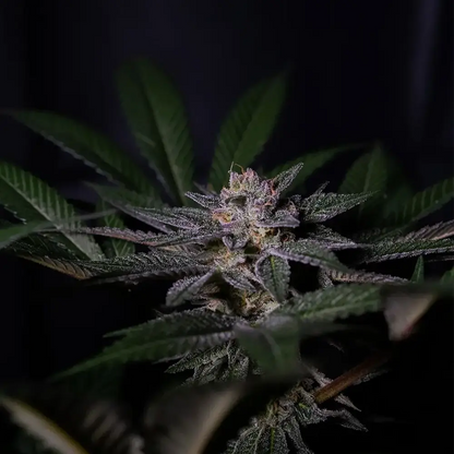 Rainbow Flakes | Positronics Seeds