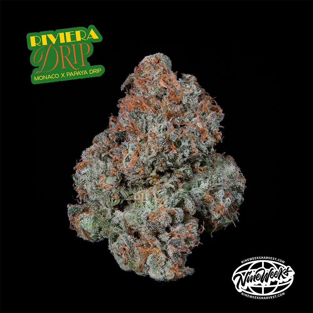 Riviera Drip | Nine Weeks Harvest