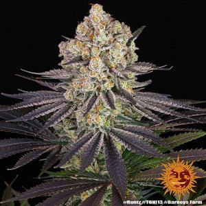 Runtz | Barneys Farm