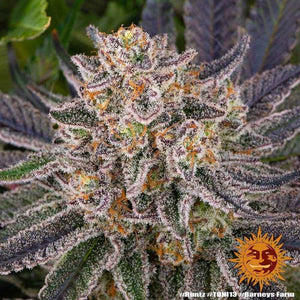 Runtz | Barneys Farm