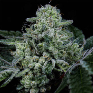 Side Piece | Wizard Trees