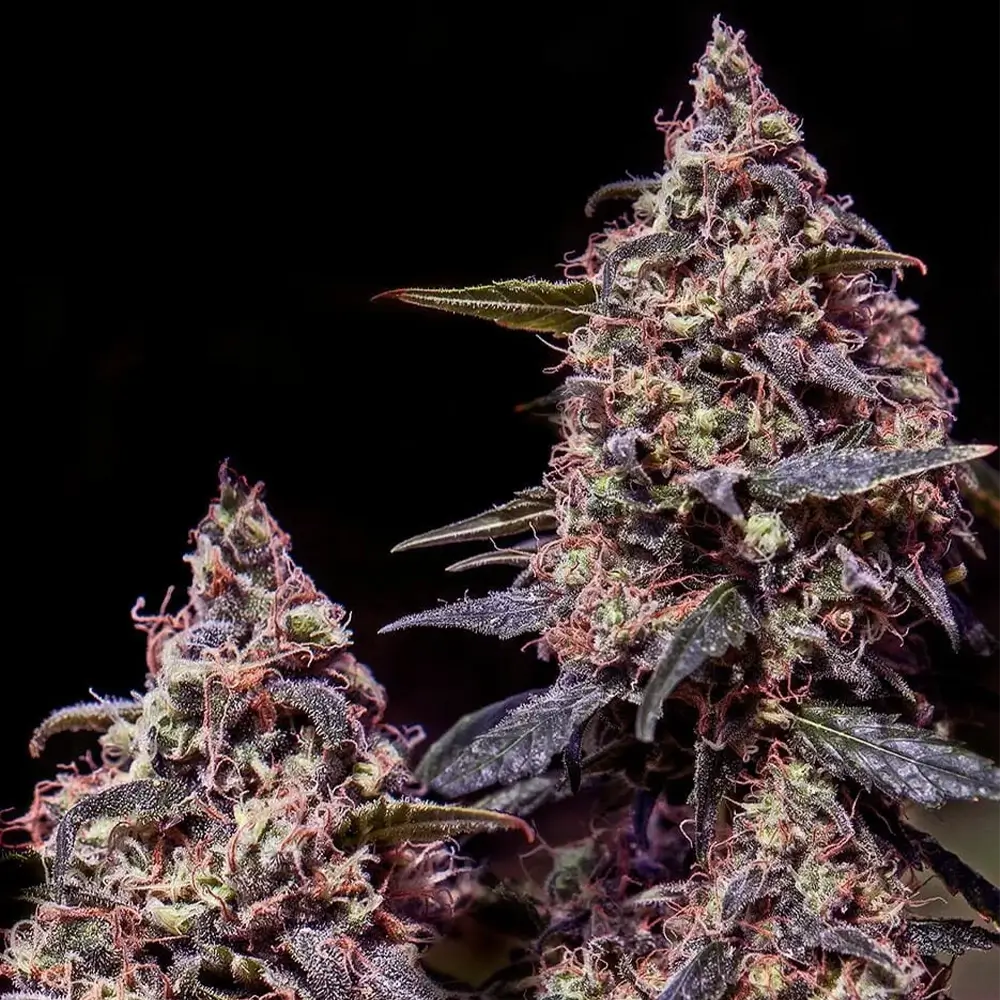 Somango#47 | Positronics Seeds