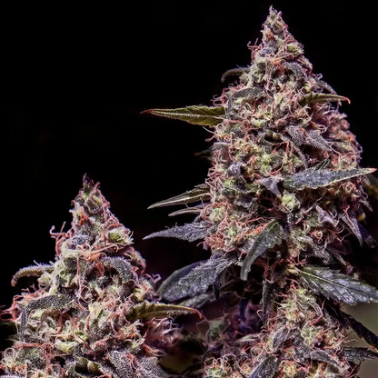 Somango#47 | Positronics Seeds