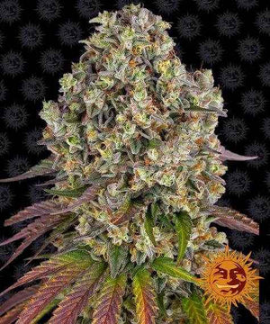 Sour Diesel | Barneys Farm