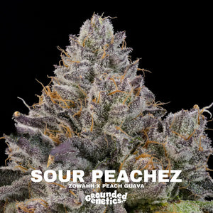 Sour Peachez | Grounded Genetics