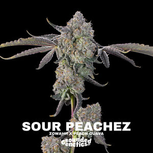 Sour Peachez | Grounded Genetics