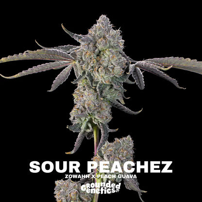 Sour Peachez | Grounded Genetics