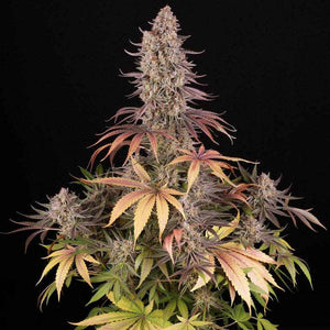 Sour Strawberry | Barneys Farm