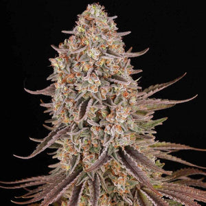 Sour Strawberry | Barneys Farm