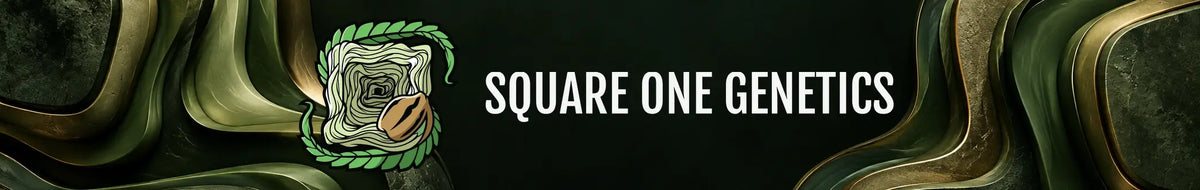 Square One Genetics Markensymbol und Schriftzug auf dunkelgrünem Kollektionsheader für Only Seeds Europe