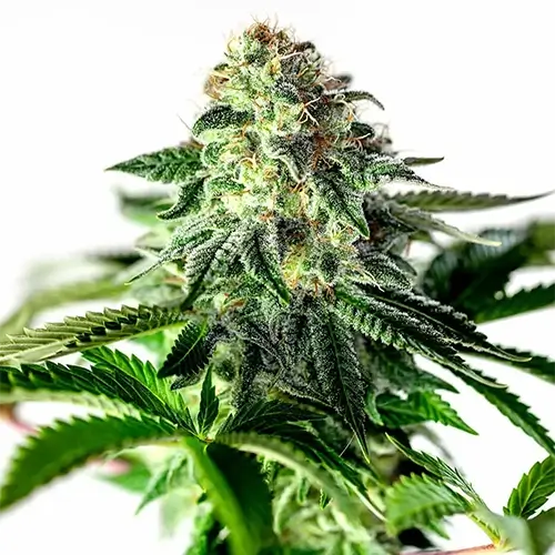 Sticky Dream Auto | Positronics Seeds
