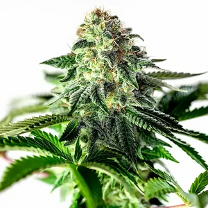 Sticky Dream Auto | Positronics Seeds