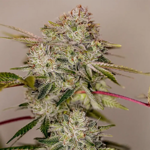 Sticky Dream | Positronics Seeds