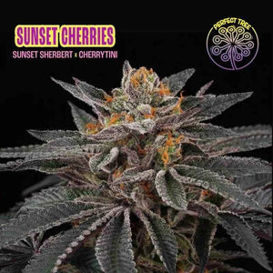 Sunset Cherries | Perfect Tree
